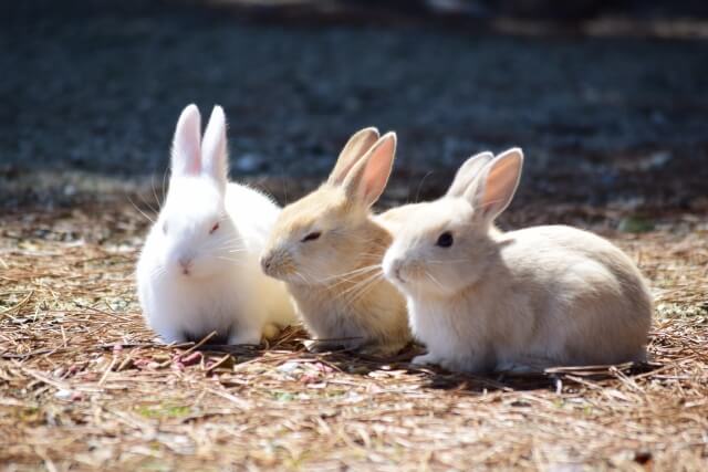 うさぎの牧草 チモシー の正しい選び方 市販で安心 安全なものは Utasblog